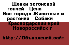 Щенки эстонской гончей › Цена ­ 7 000 - Все города Животные и растения » Собаки   . Краснодарский край,Новороссийск г.